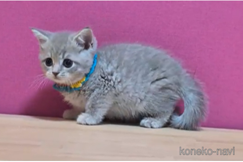 成約済の東京都のマンチカン-101312の4枚目